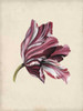 Antique Tulip Study III Poster Print - Naomi McCavitt