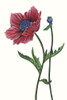 Poppy Flower II Poster Print - Melissa Wang