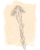 Branch on Blush I Poster Print - Jennifer Goldberger