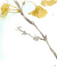 Ginkgo on Dusty Teal VI Poster Print - Jennifer Goldberger