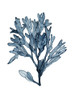 Seaweed Specimens on White II Poster Print - Naomi McCavitt