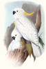 Pastel Parrots V Poster Print - John Gould