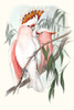 Pastel Parrots I Poster Print - John Gould