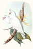 Pastel Parrots II Poster Print - John Gould