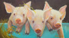 Life as a Pig I Poster Print - Carolyne Hawley