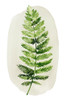 Spot Fern II Poster Print - Grace Popp