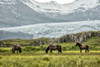 Grazing at the Glacier Poster Print - Danny Head