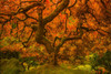 Radiant Maple II Poster Print - Don Schwartz