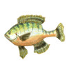 Illustrated Bluegill Poster Print - Rick Novak