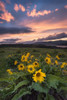 Sunset at the Gorge Poster Print - Danny Head
