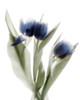 Xray Tulip IX Poster Print - Judy Stalus