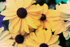 Susans I Poster Print - Jason Johnson
