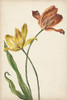 Two Tulips I Poster Print - Melissa Wang