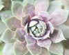 Succulent Glow II Poster Print - Jason Johnson