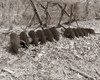Sepia Farm Study III Poster Print - Alicia Ludwig