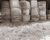 Sepia Farm Study V Poster Print - Alicia Ludwig