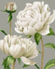 White Peonies I Poster Print - Grace Popp