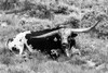 B and W Longhorn I Poster Print - Tyler Stockton