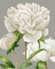 White Peonies II Poster Print - Grace Popp
