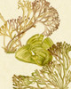 Vintage Seaweed Collection II Poster Print - Melissa Wang