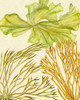Vintage Seaweed Collection I Poster Print - Melissa Wang