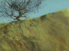 Gilfach Hawthorn Poster Print - Paul Bailey