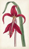 Curtis Garden Beauties I Poster Print - Curtis
