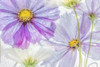 Cosmos Cool Poster Print - Mandy Disher