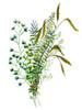 Green Bouquet II Poster Print - Melissa Wang