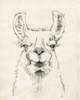 Llama Portrait II Poster Print - Jennifer Goldberger