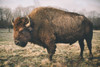 Solitary Bison IV Poster Print - Adam Mead