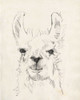 Llama Portrait I Poster Print - Jennifer Goldberger