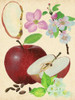 Apple and Blossom Study I Poster Print - Melissa Wang