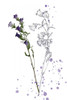 Botany Flower II Poster Print - Melissa Wang
