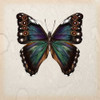 Butterfly Study III Poster Print - Melissa Wang