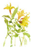 Watercolor Lilies I Poster Print - Melissa Wang