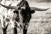 Longhorn Portrait Poster Print - Tyler Stockton