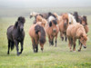 Grassland Horses II Poster Print - PHBurchett