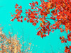Autumn Tapestry I Poster Print - Judy Stalus