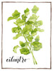 Watercolor Herbs IV Poster Print - Grace Popp