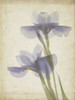 Parchment Flowers VIII Poster Print - Judy Stalus