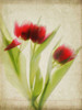Parchment Flowers I Poster Print - Judy Stalus