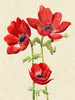 Heirloom Anemones I Poster Print - Grace Popp