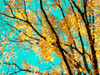 Autumn Tapestry IV Poster Print - Judy Stalus