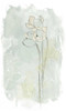 Stone Flower Study IV Poster Print - June Erica Vess