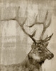 Sepia Elk Poster Print - Jennifer Goldberger