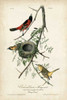 Orchard Orioles Poster Print - John James Audubon