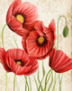 Poised Poppy II Poster Print - Grace Popp
