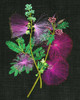 Calliandra Surinamensis I Poster Print - Melissa Wang