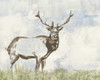 Wild Call II Poster Print - Jennifer Goldberger